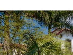 Fountain surrounded by palm trees